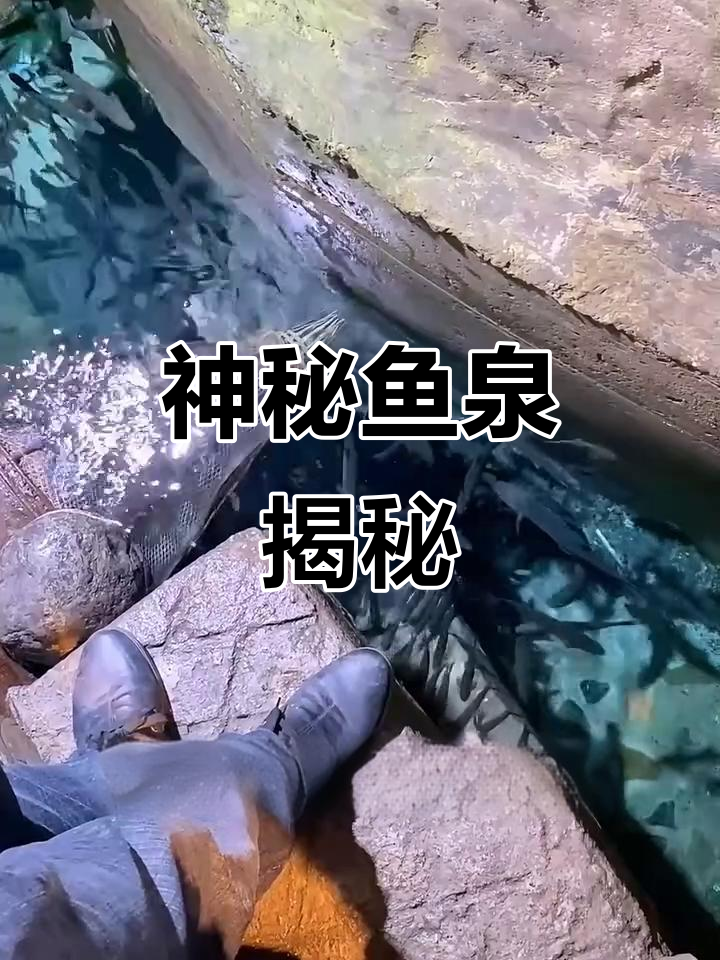 重庆鱼泉奇迹,日产千斤鱼儿源源不断,背后真相令人惊叹!