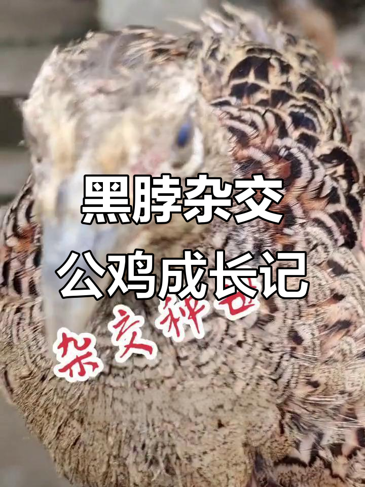 杂交黑脖公鸡的成长与挑战，斗鸡文化背后的故事