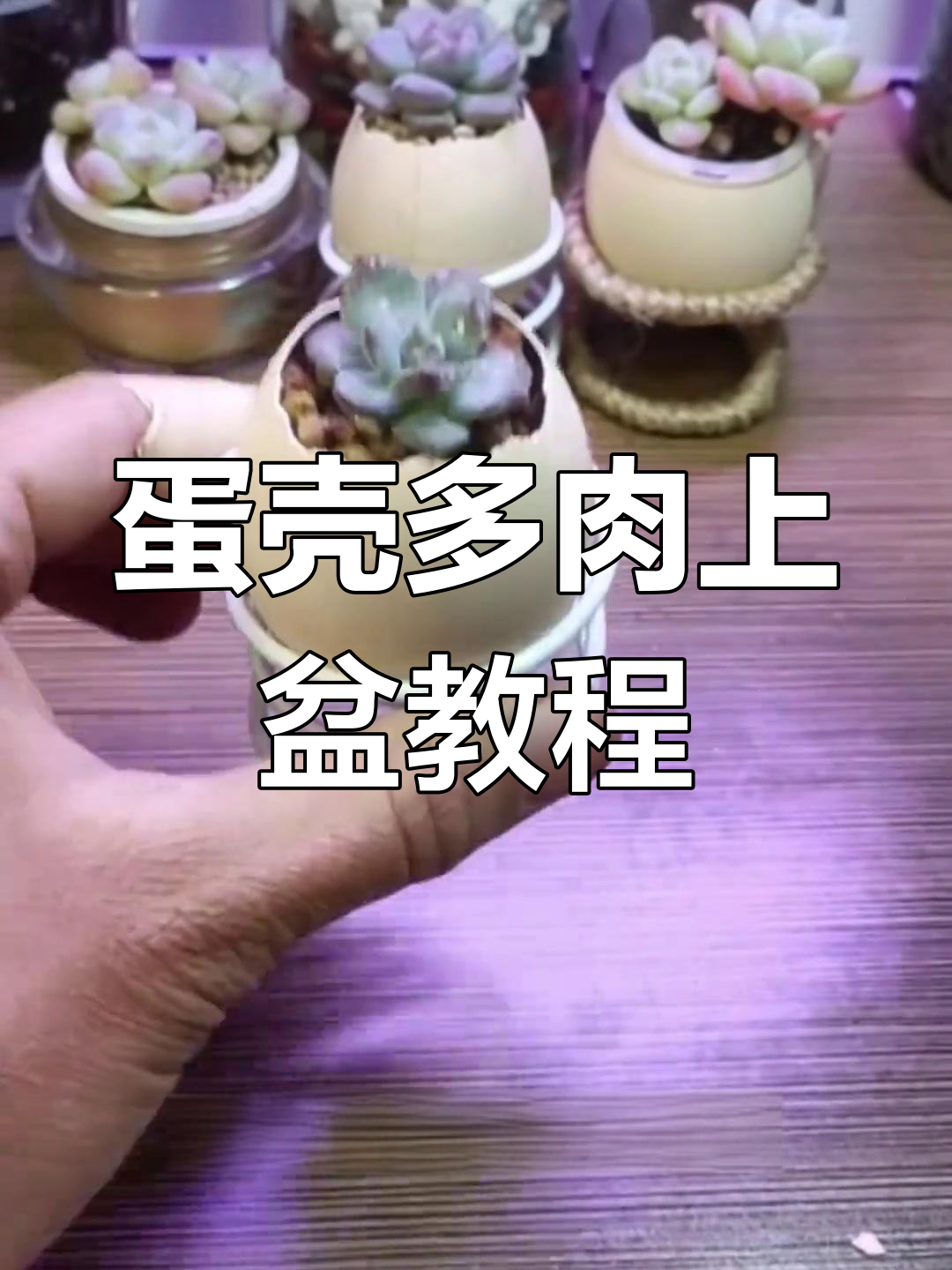 用鸡蛋壳做多肉花盆,简单又可爱!