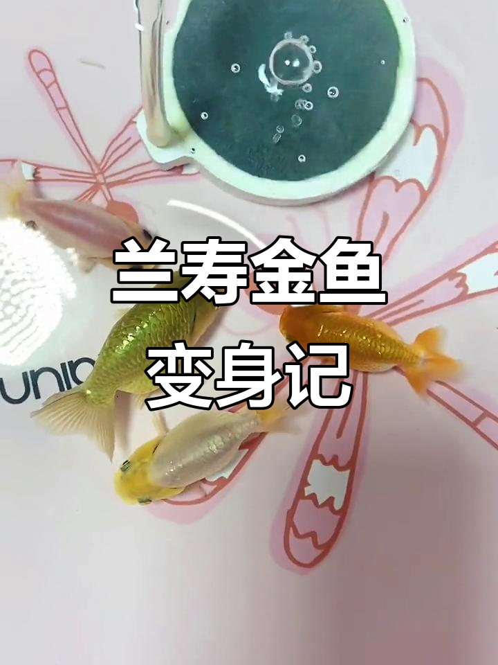 丑萌兰寿金鱼蜕变记，嘴巴变色让人惊喜