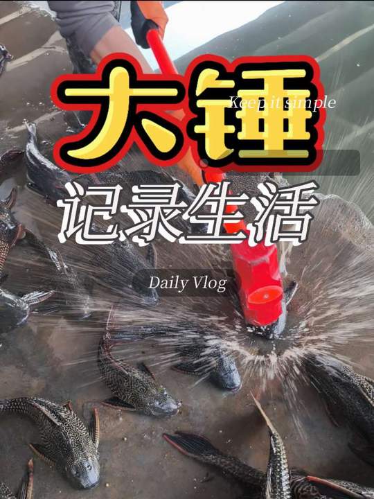 消灭害鱼清道夫之大锤处理
