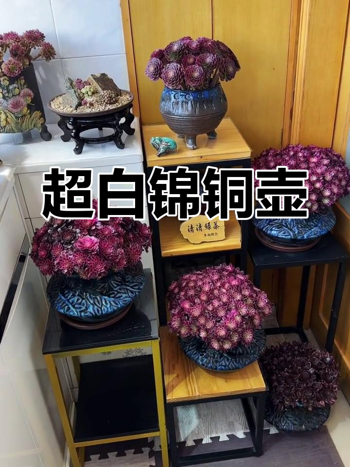 铜壶超白锦,美得让人心醉