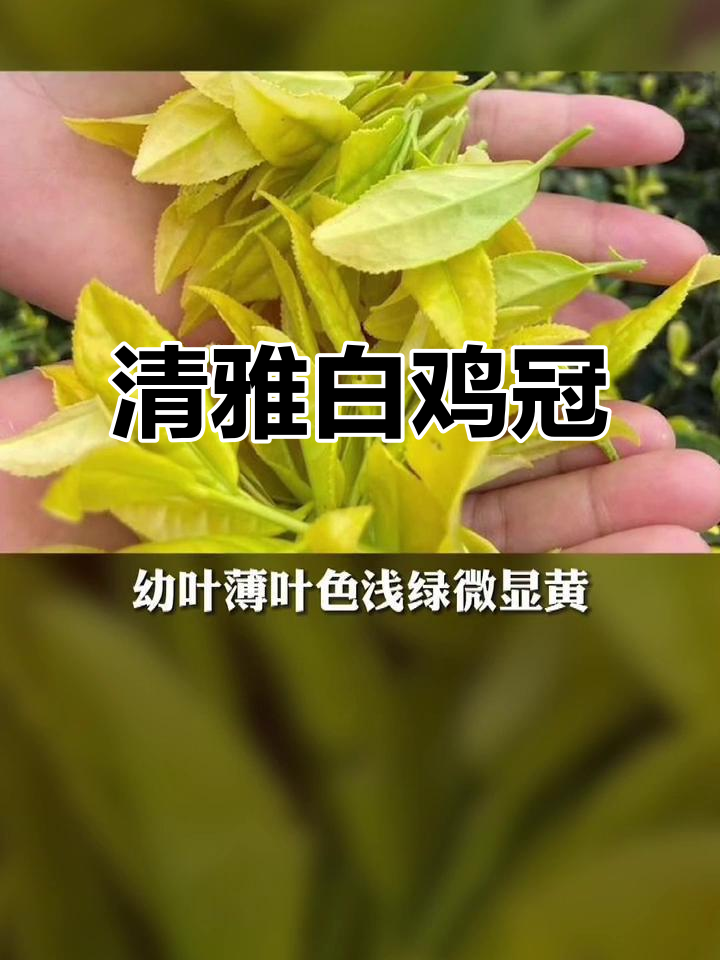 白鸡冠茶,清苦回甘,香气如草药般清新