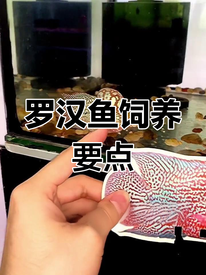 罗汉鱼饲养技巧:如何激发潜力