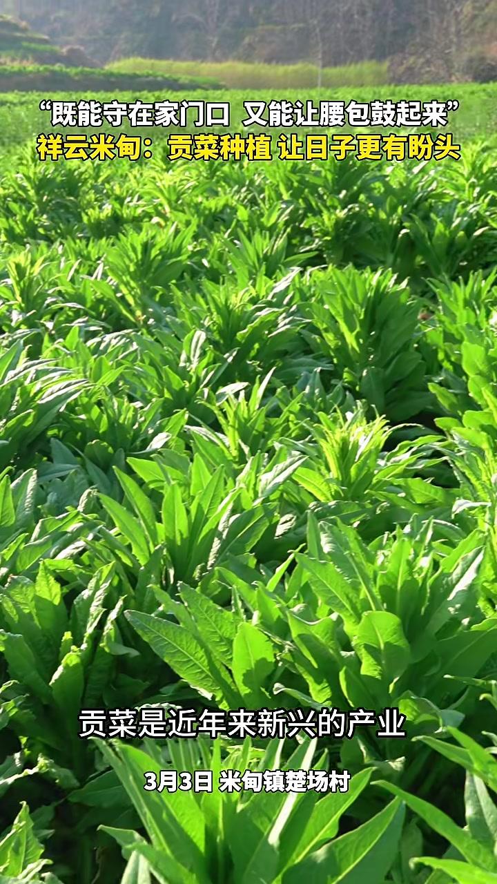 一根翠绿的贡菜，撑起农户增收的“致富伞”，小小贡菜，让日子更有盼头！#最早叫云南的地方（编