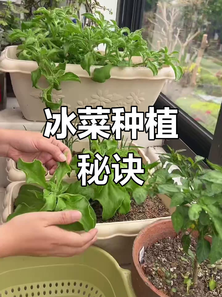窗台冰菜轻松种植，快速爆盆，脆嫩可口！