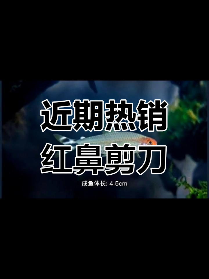 红鼻剪刀:群游三剑客之一,价格上涨趋势明显