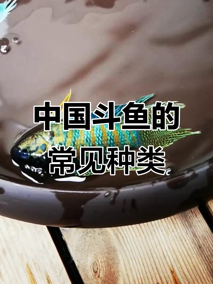 斗鱼品种大揭秘:哪种最耐养,最适合你?