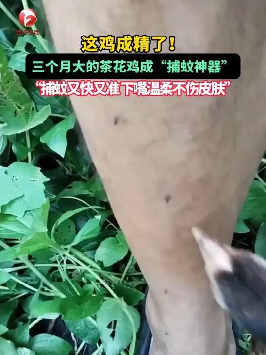 这鸡成精了!三个月大的茶花鸡成“捕蚊神器”,“捕蚊又快又准 下嘴温柔不伤皮肤”