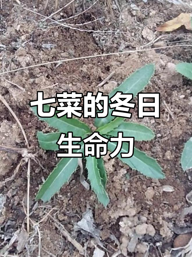 冬季仍在生长的七菜,药用价值高