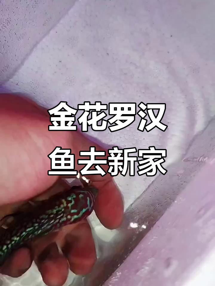 河北老客户再次选择金花罗汉鱼,爆头红底全明线打包发新家
