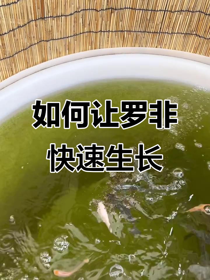 罗非鱼养殖技巧:水质、喂食与换水管理