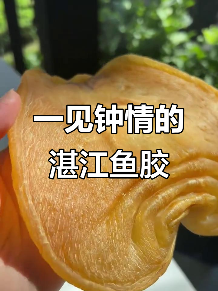 湛江赤嘴鱼胶,一见钟情的心动体验