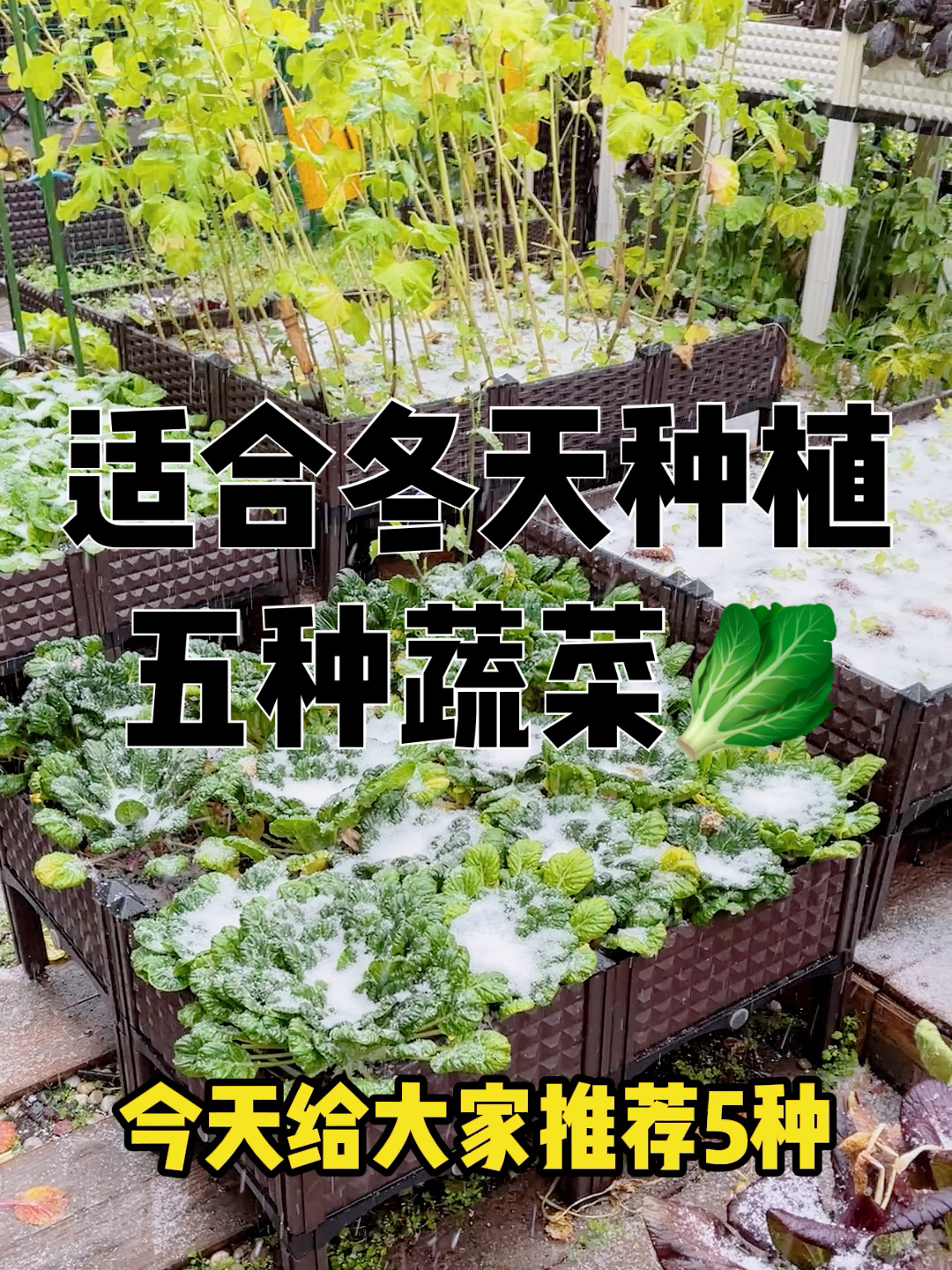 适合冬天种植的五种蔬菜