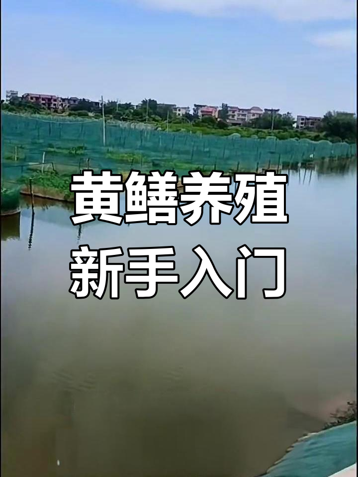 新手养殖黄鳝必知技巧,网箱准备与水质调节全攻略