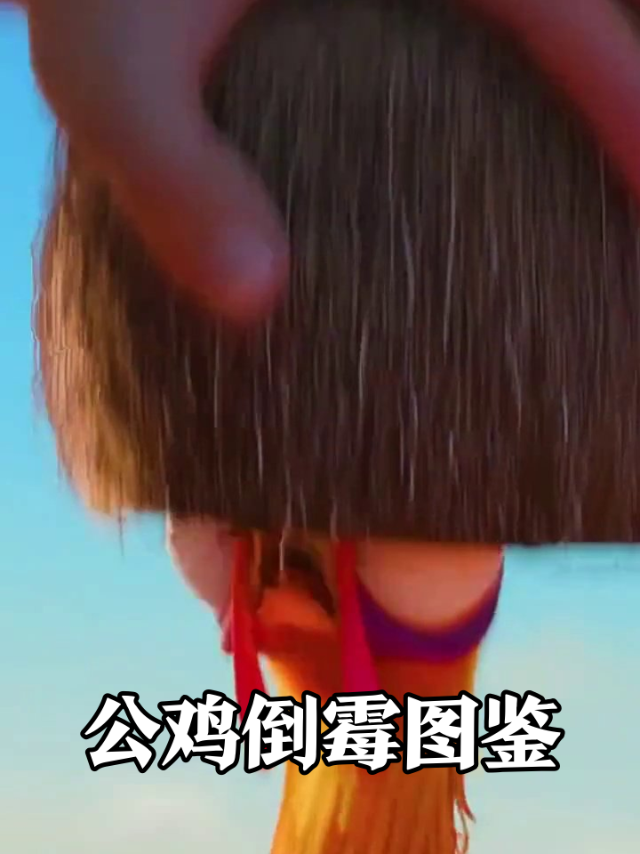 公鸡的倒霉一天:从炭火蹦迪到椰子暴击