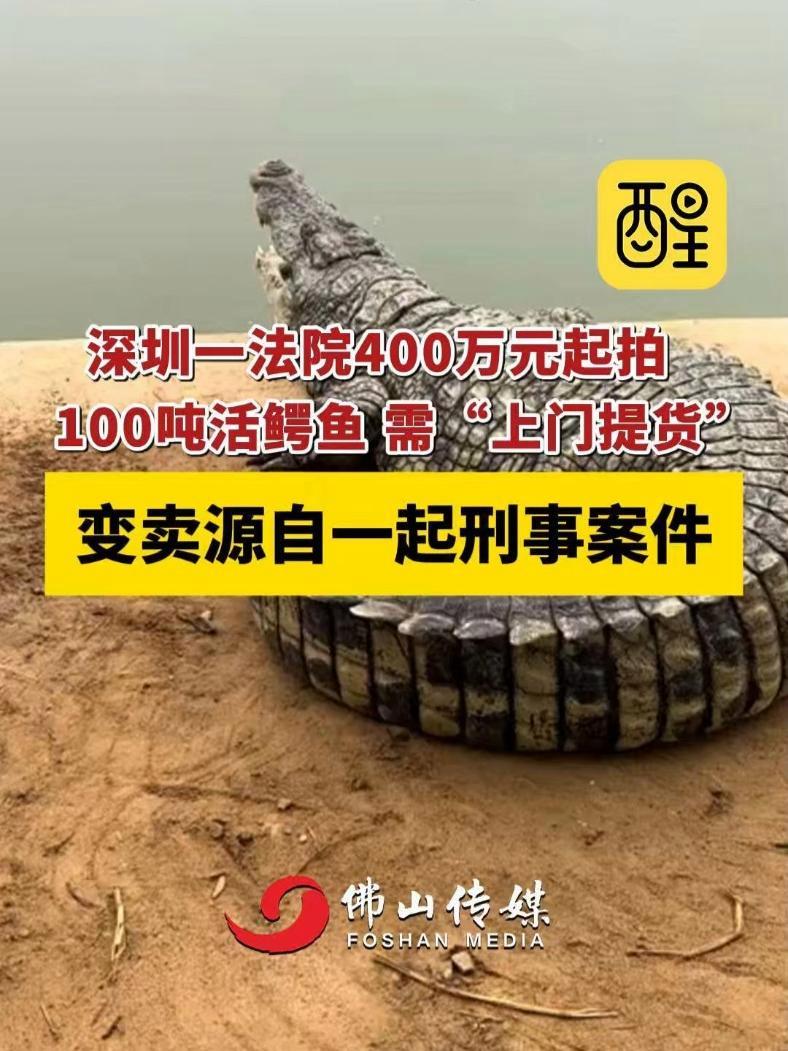 深圳一法院400万元起拍,100吨活鳄鱼 需“上门提货”。变卖源自一起刑事案件(编辑:黄雅