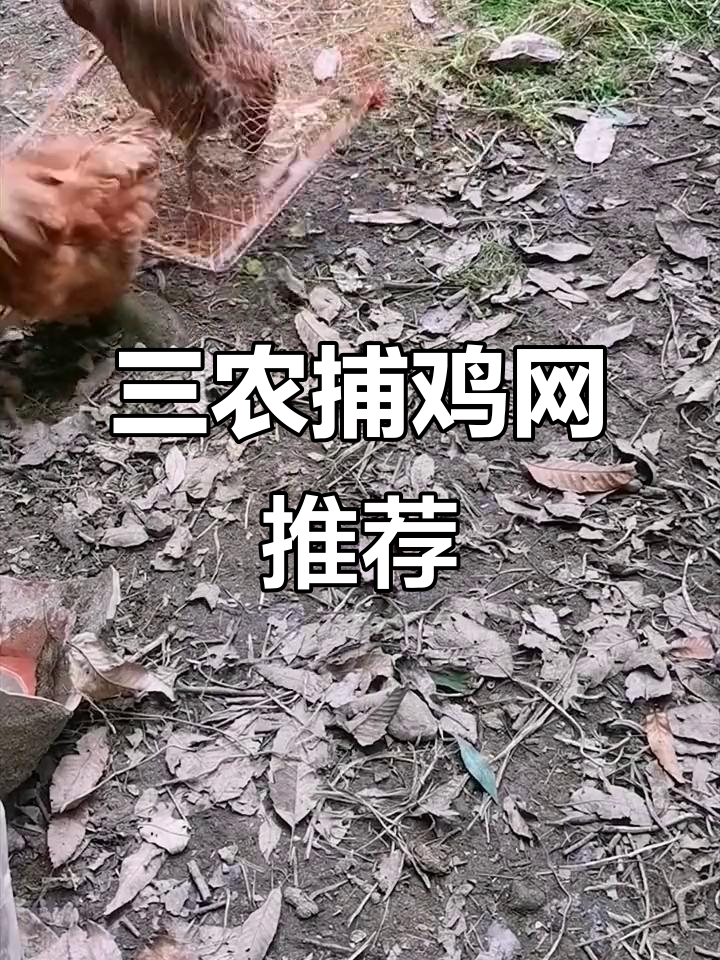 捕鸡神器，轻松抓获！三农养殖必备工具
