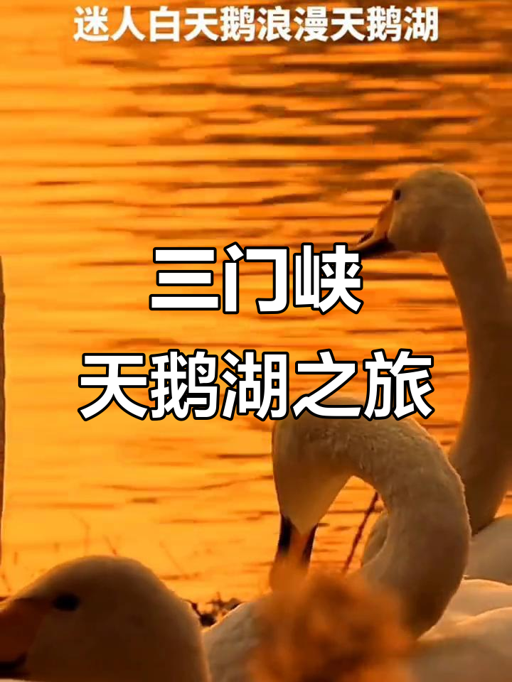 河南三门峡天鹅湖：白天鹅的浪漫邂逅