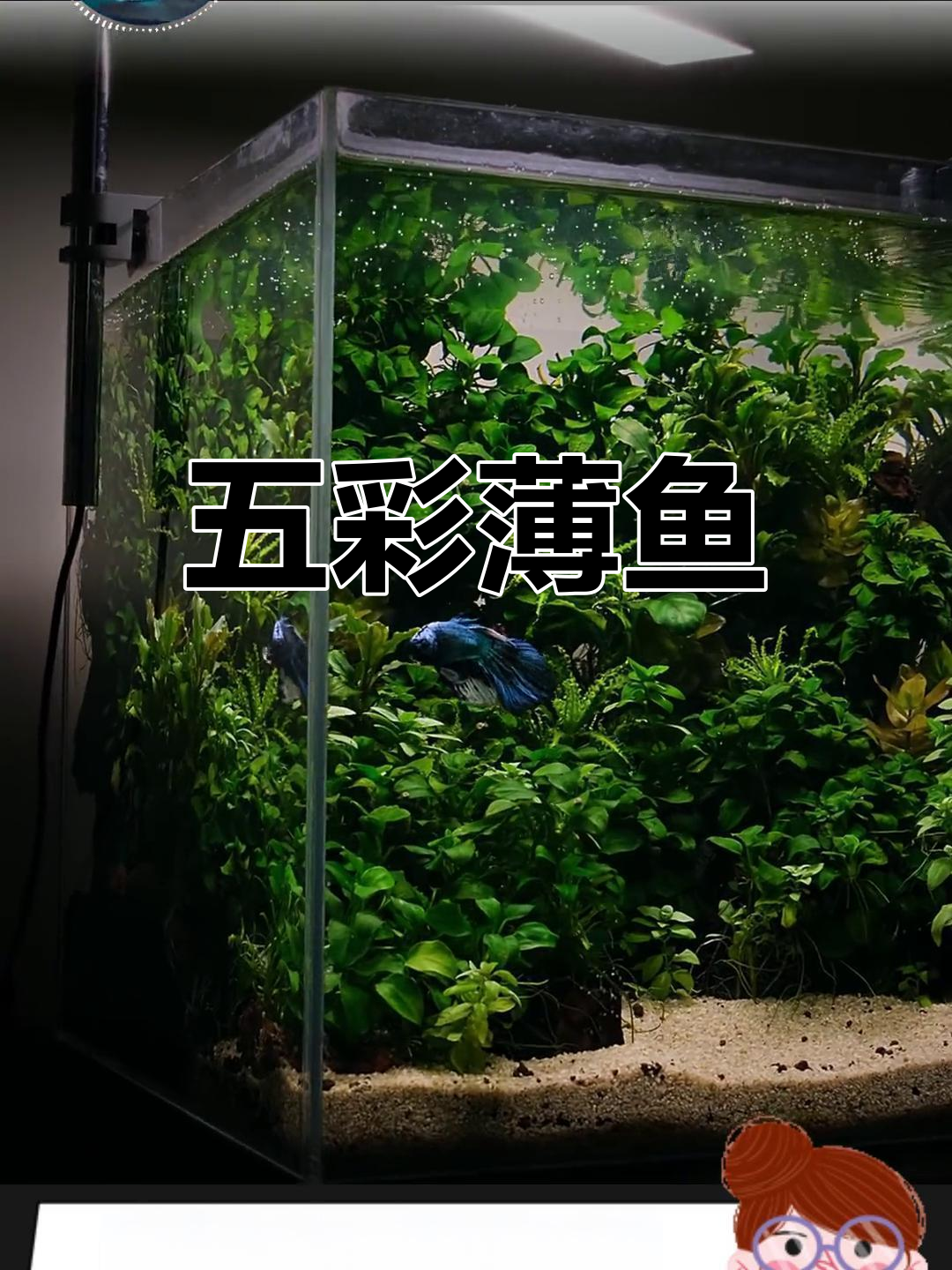 泰国斗鱼:色彩鲜艳的好斗品种