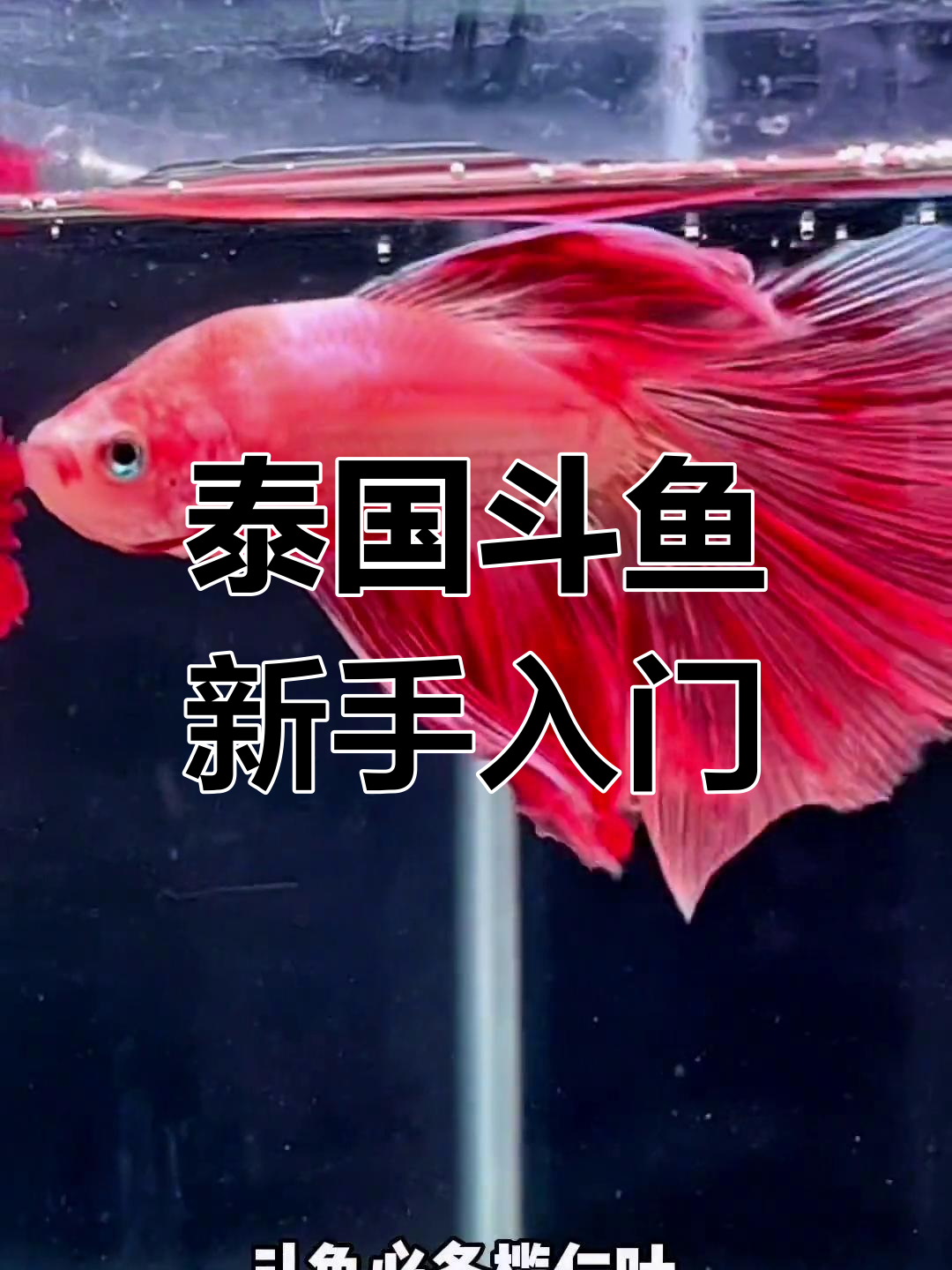 泰国斗鱼饲养全攻略,轻松上手