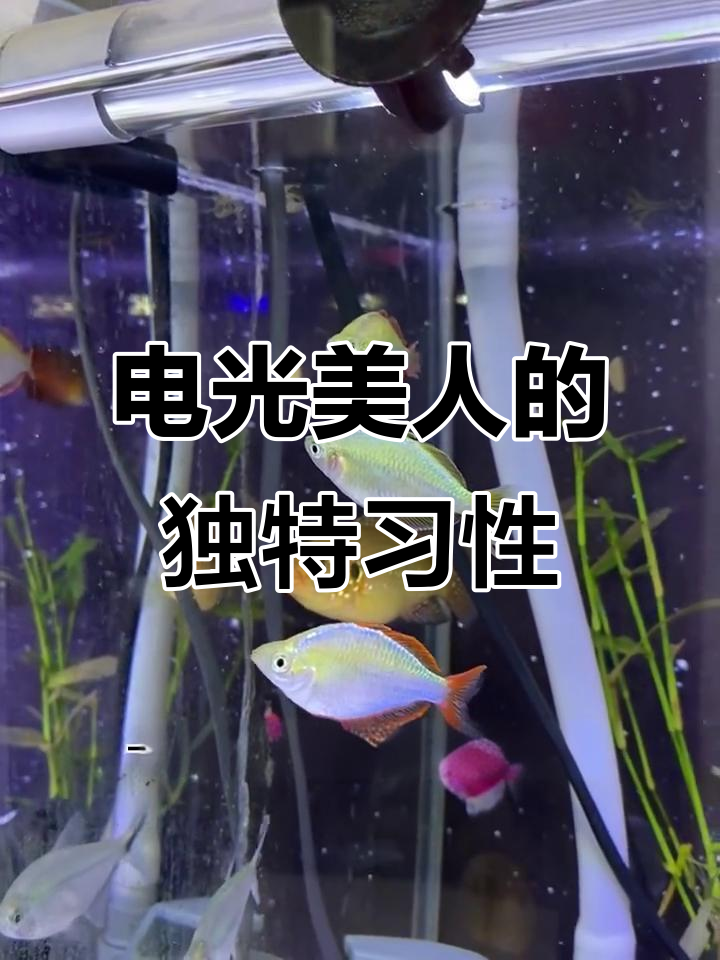 电光美人鱼游动优雅,不捕食虾或小灯鱼
