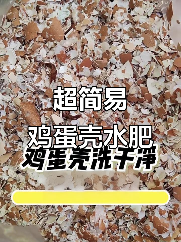 鸡蛋壳变水肥,简单发酵方法大揭秘