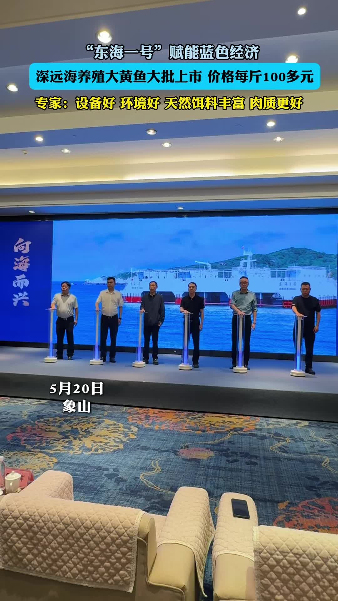 口感接近野生,宁波深远海养殖大黄鱼休渔季“抢鲜”上市