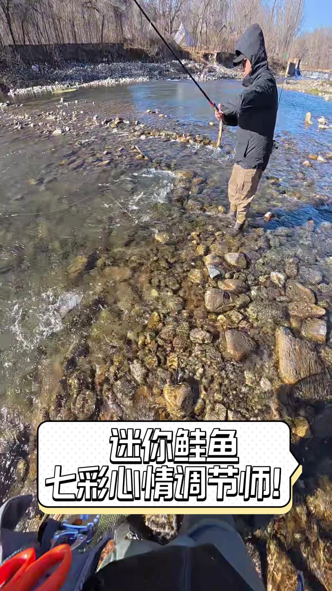 迷你鲑鱼,七彩心情调节师!