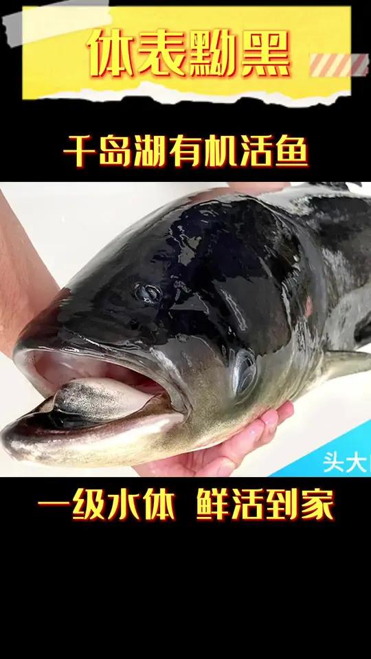 正宗淳牌千岛湖有机活鱼 最美原生鱼 520宠爱季