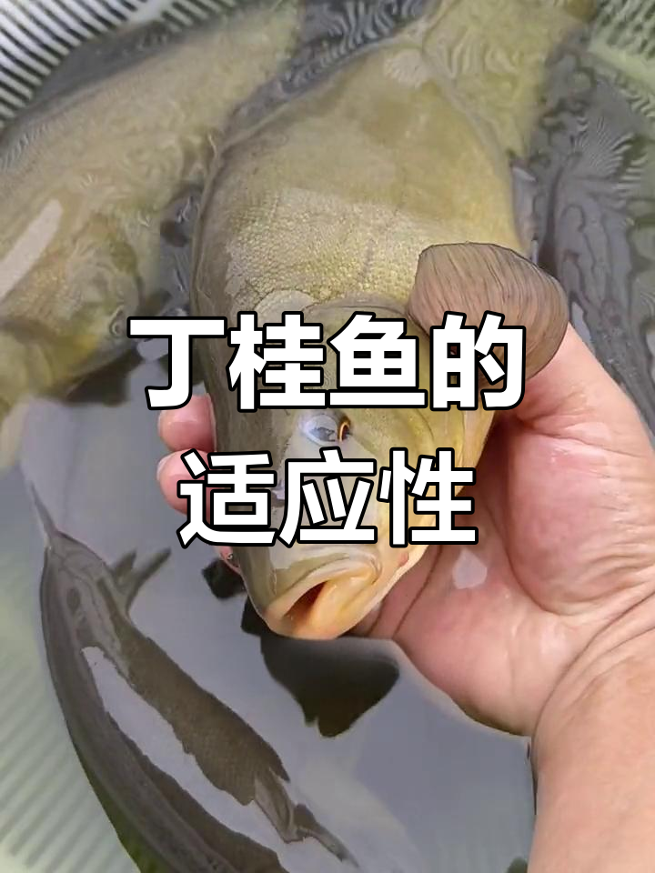 丁桂鱼耐寒抗病,生长迅速,适合各地养殖