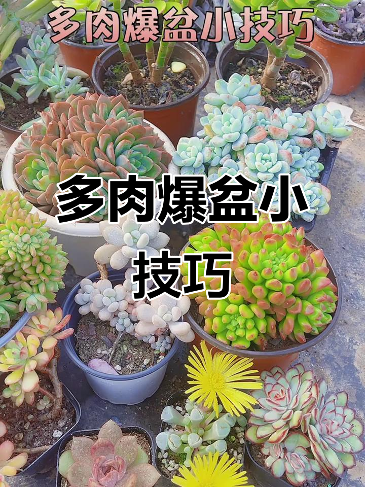 如何让多肉快速爆盆？两种方法教你轻松搞定