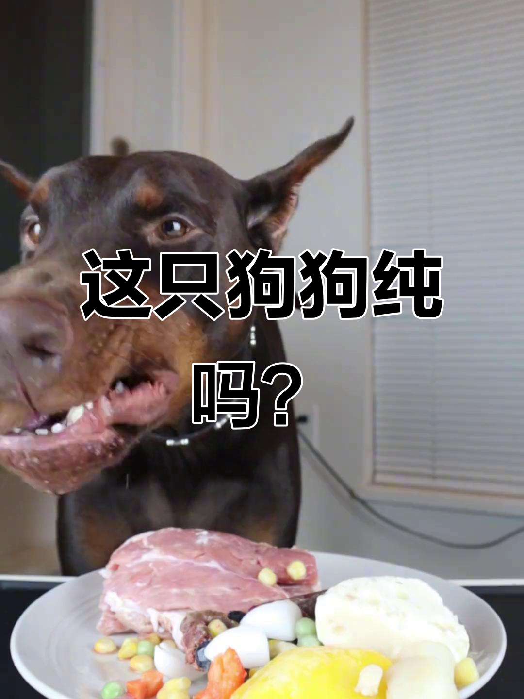 胖虎的嘴馋日常，看看这狗纯不纯