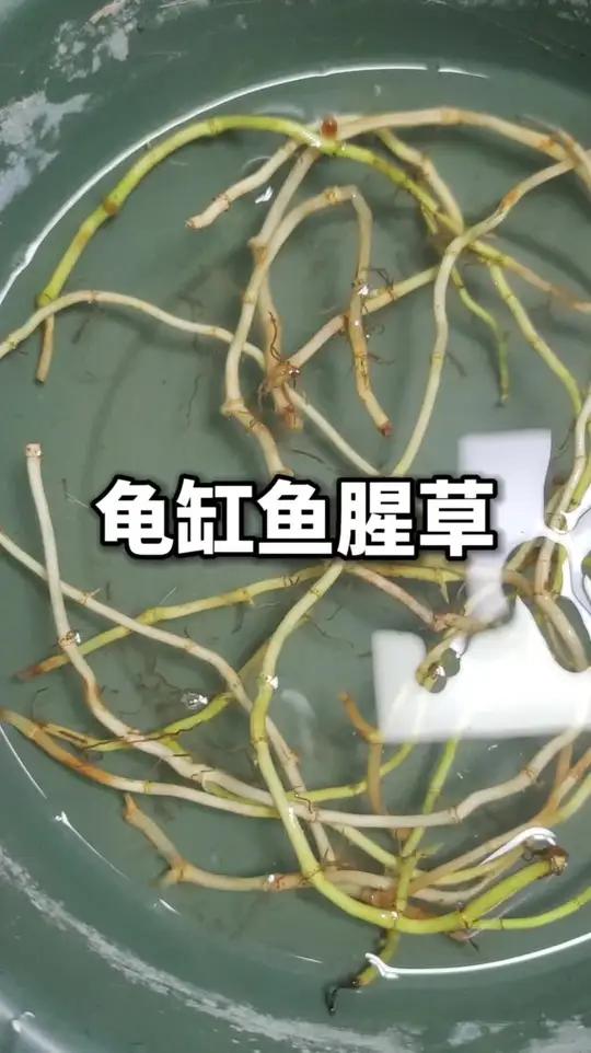 乌龟缸水培鱼腥草，我先测试一下，看看好用不好用
