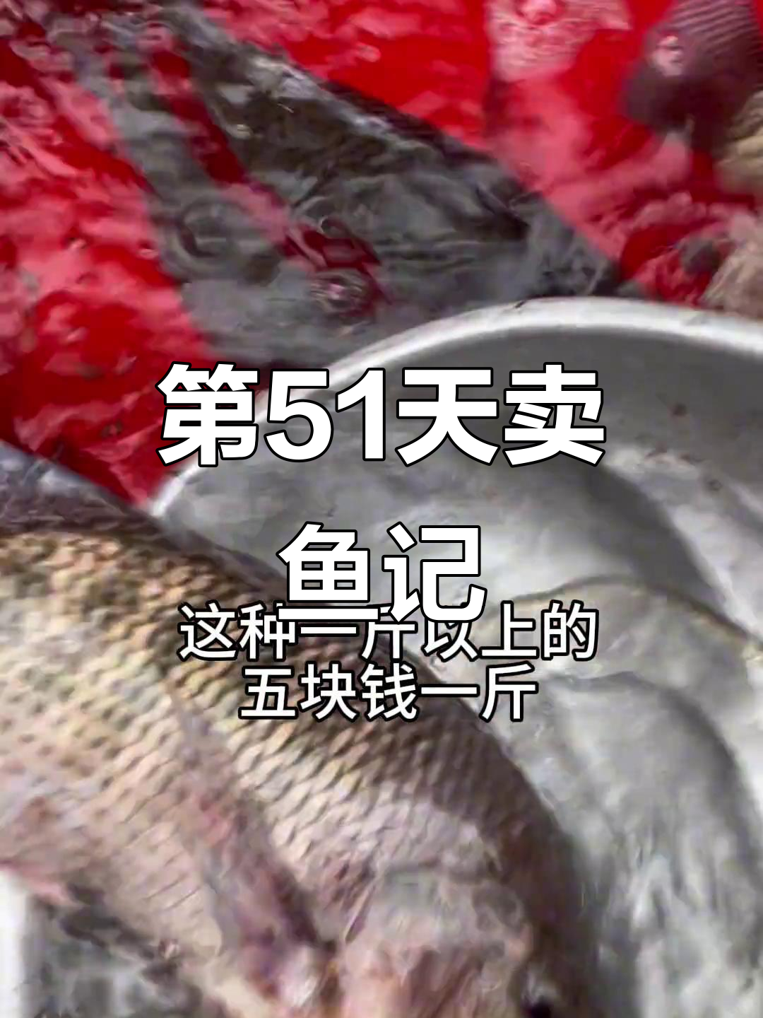 1月21日跟老爸卖鱼第51天:罗非鱼价格大揭秘