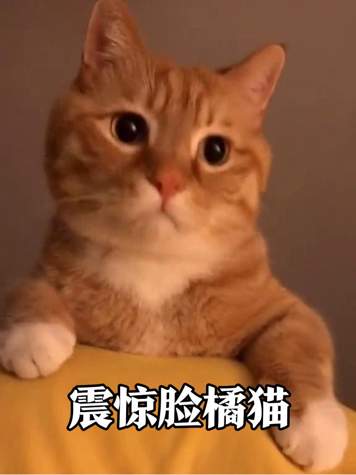 橘猫震惊脸名场面：张嘴+转头+消失术，表情包素材库更新
