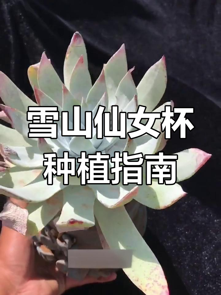 雪山仙女杯多肉植物养护技巧