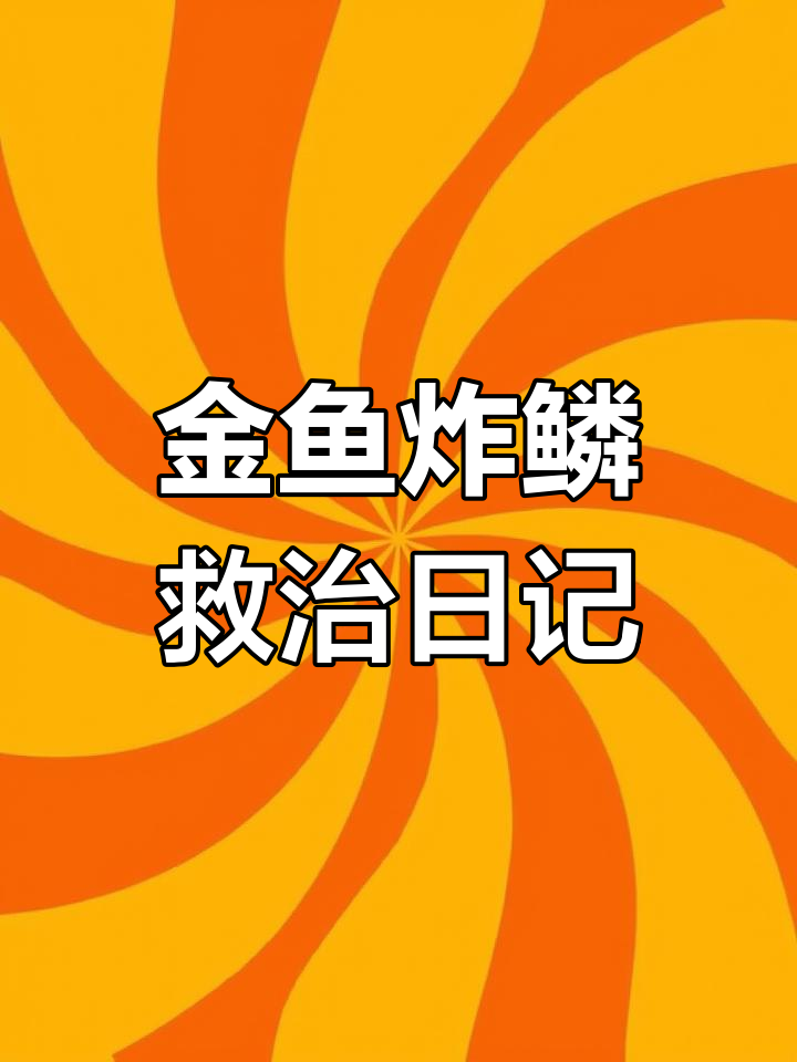 珍珠金鱼炸鳞急救:从沉水到恢复的全程记录