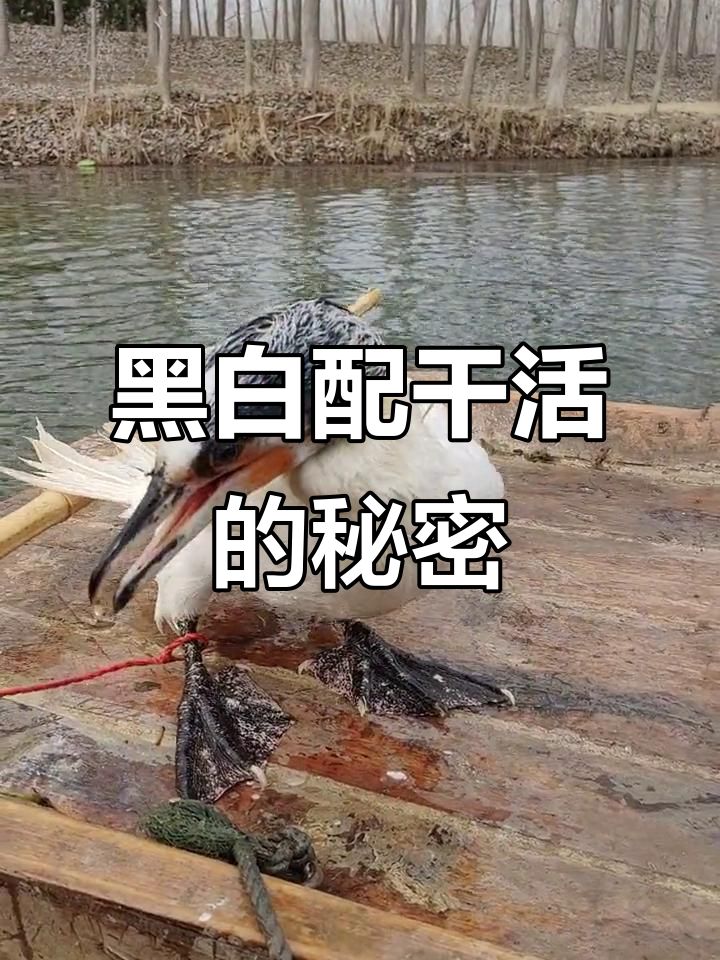 黑白搭配干活不累,鲤鱼嘴脏了也能变美