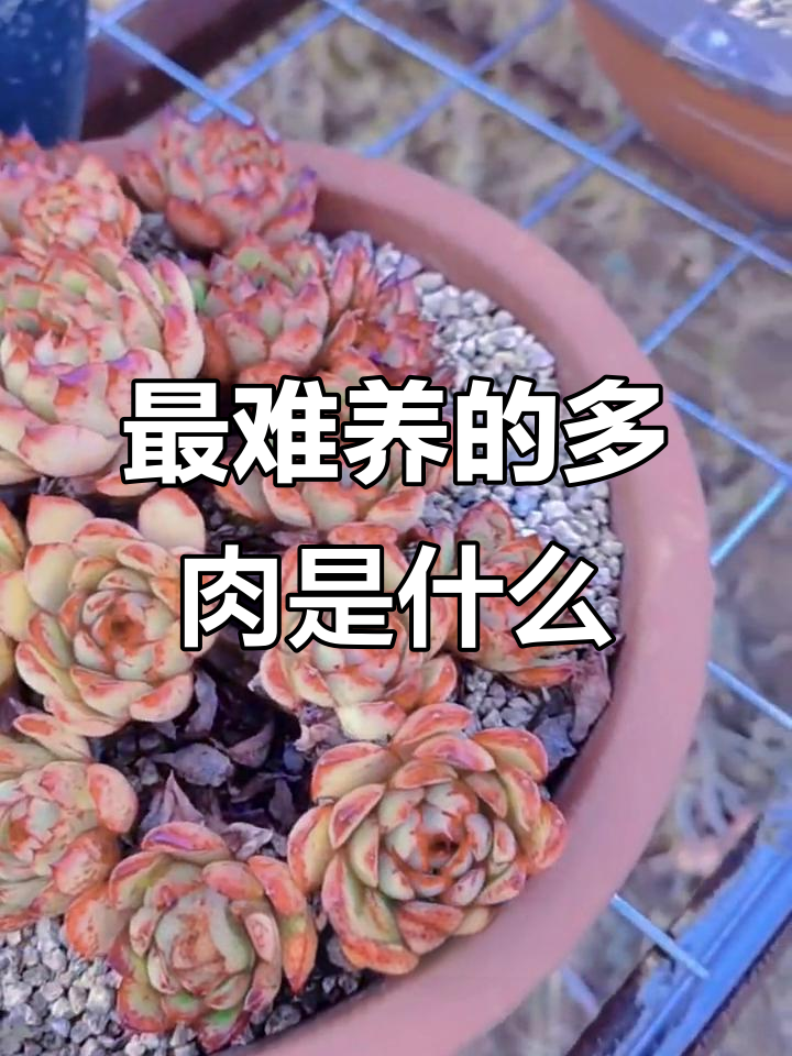 哪种多肉最难养?小红衣、玉蝶姐谁才是“夏必死”?
