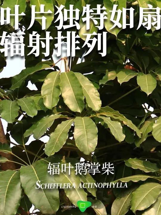 绿图app:景观植物智能顾问|每日植物:辐叶鹅掌柴|叶片独特如扇 辐射排列 