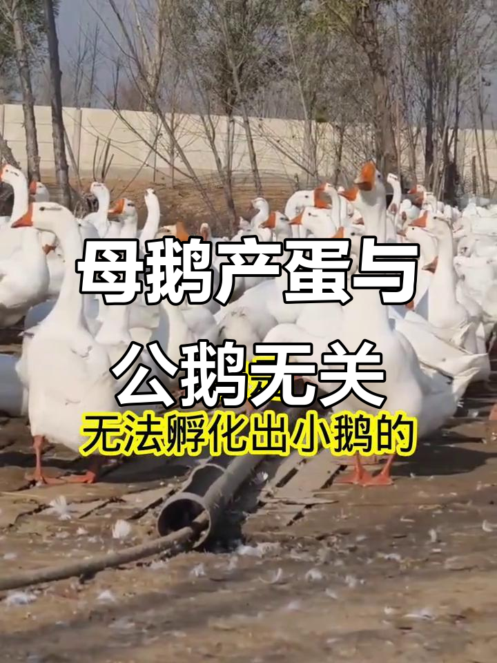 母鹅下蛋不需要公鹅,揭秘原因