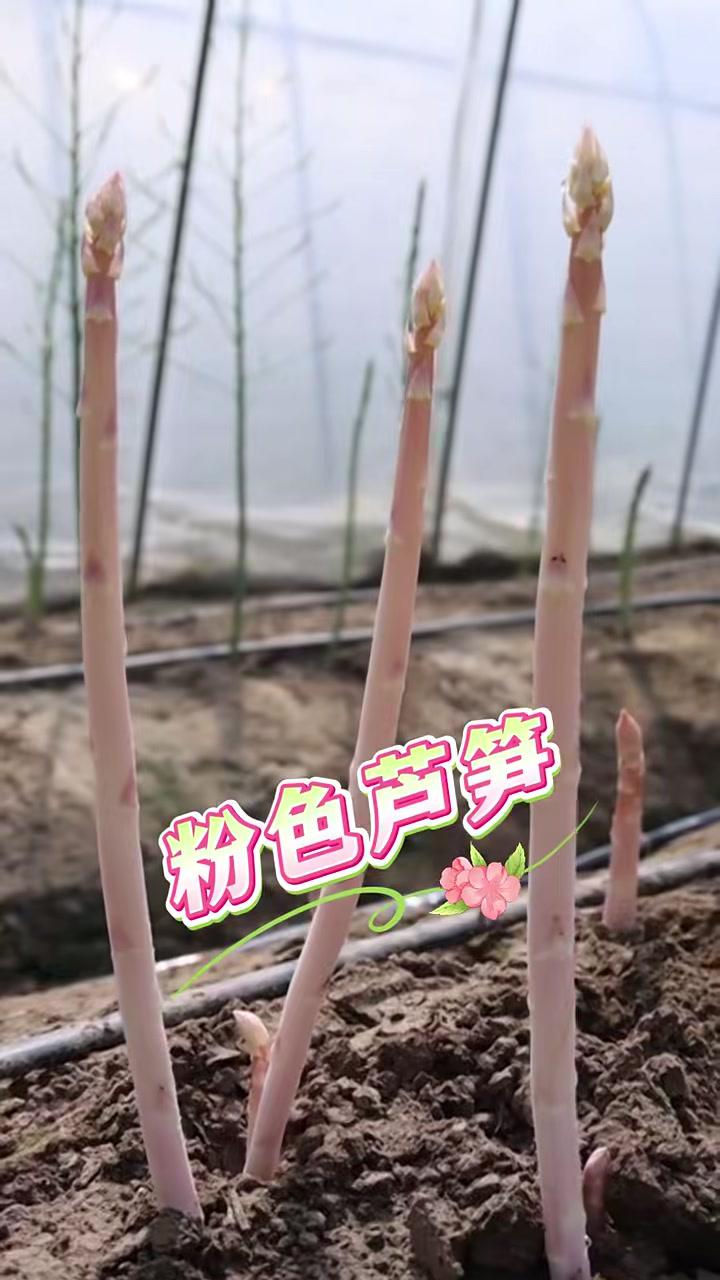 粉色芦笋,你见过吗?(来源:浙江农业农村)特色蔬菜 农业新质生产力 浙江农业农村