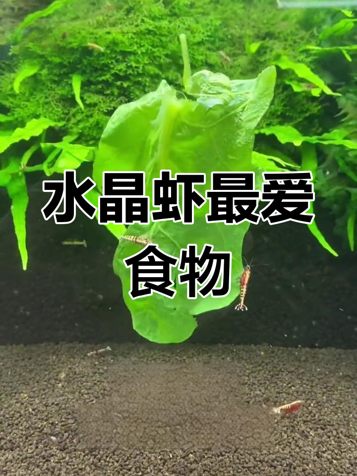 菠菜喂虾,水晶虾的最爱