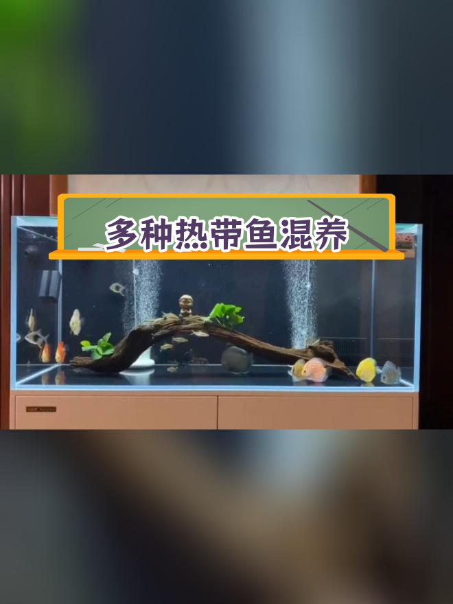 混养热带鱼大集合:魟鱼、苏门答腊虎等珍稀鱼类