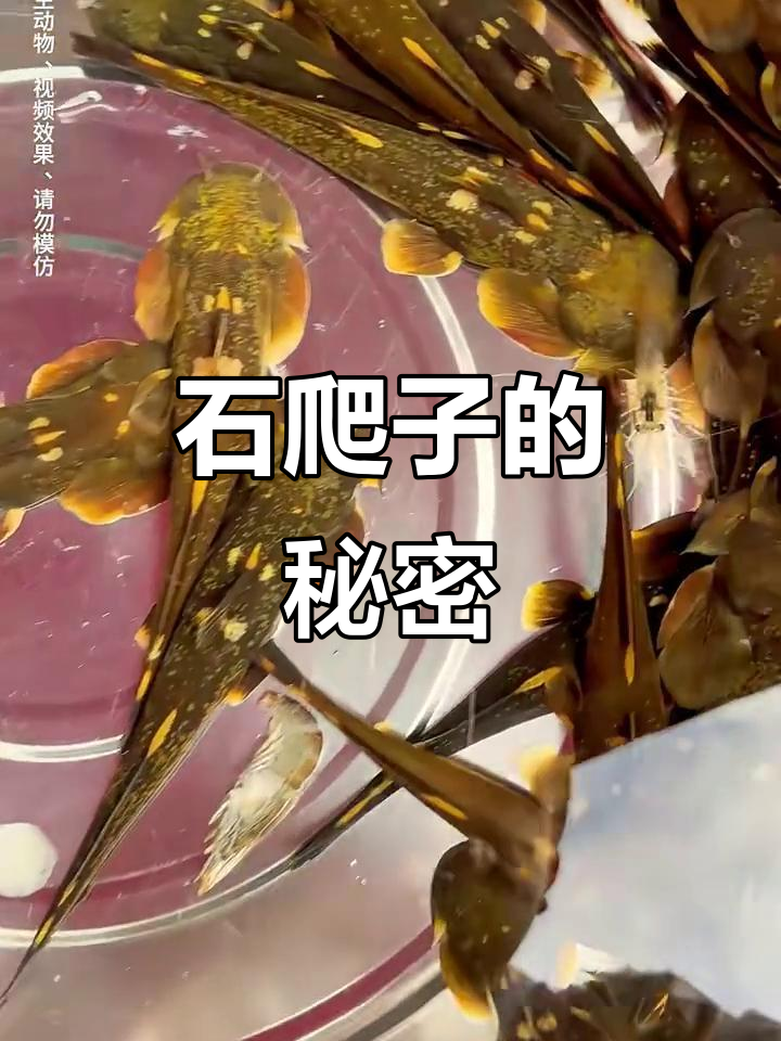 贵州野生石爬子,生态鱼中的珍稀宝藏