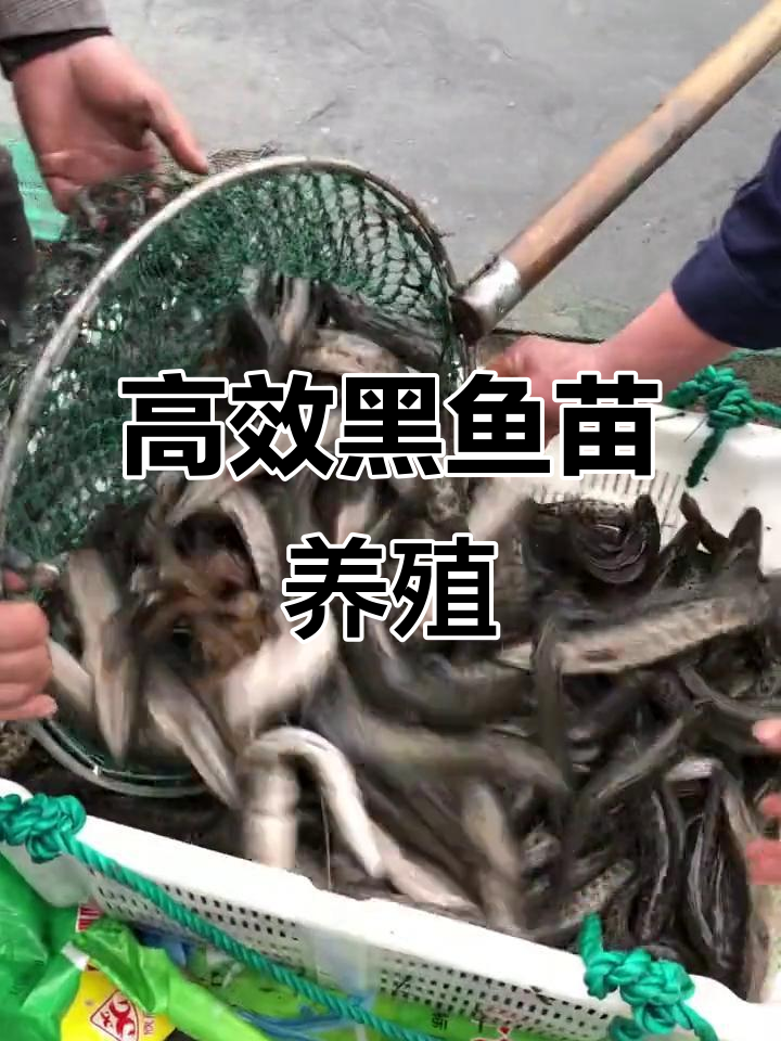 黑鱼苗养殖技巧:如何投放三千尾,提高产出效率