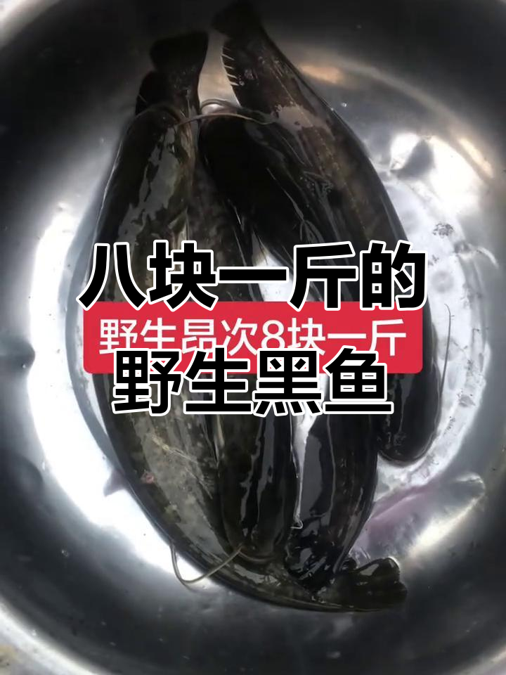 野生黑鱼8元一斤,青年路小菜场超值货源