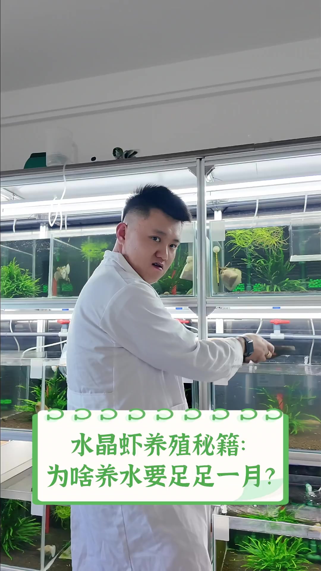 水晶虾养殖秘籍:为啥养水要足足一月?
