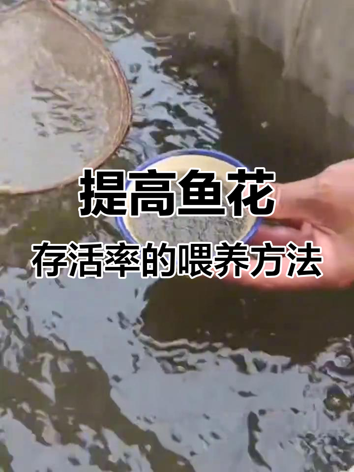 鱼花养殖技巧:如何提高存活率,投喂全攻略